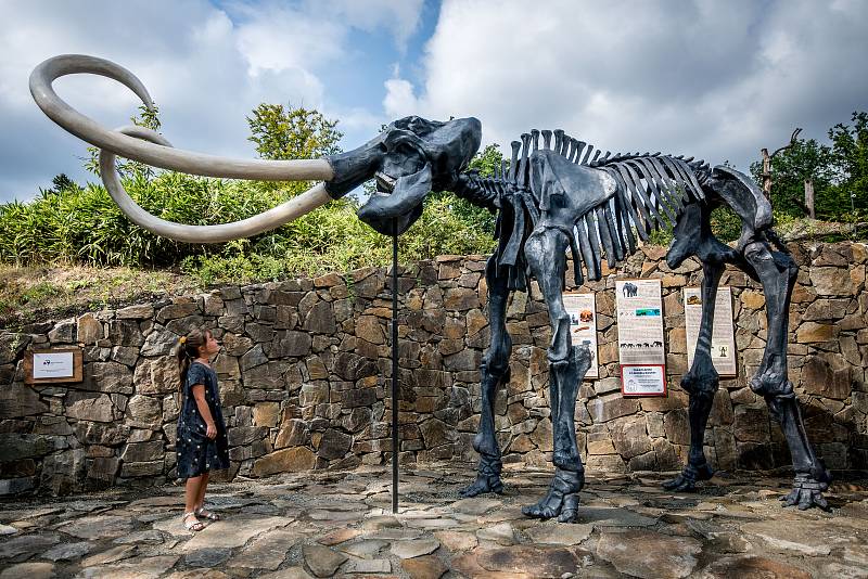 Představení kosterního modelu mamuta srstnatého v Zoologické zahradě Ostrava 15. srpna 2018.