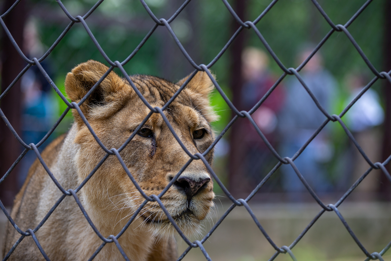 OBRAZEM: Zoo v Ostravě, lidé chodí pozdravit osamělou lvici i nová mláďata  - Moravskoslezský deník