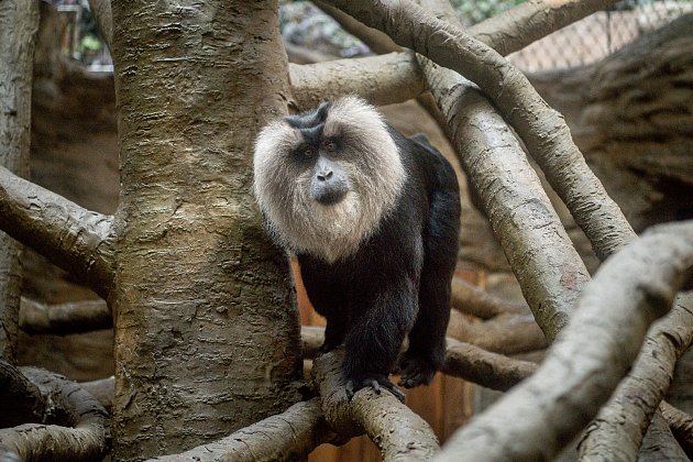 Zoo Ostrava otevřela nové expozice pro primáty makaky lví, 15. srpna 2022.