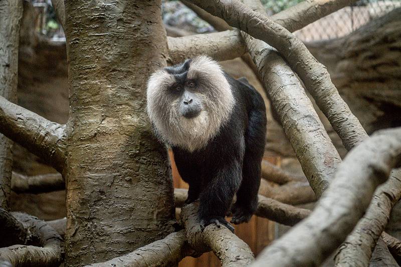 Zoo Ostrava otevřela nové expozice pro primáty makaky lví, 15. srpna 2022.