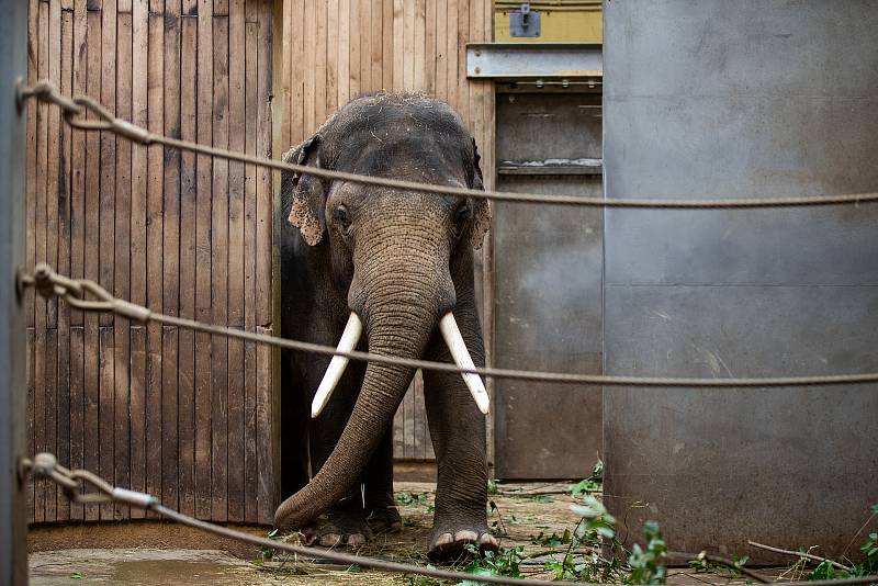 Ostravská Zoo a její obyvatelé.