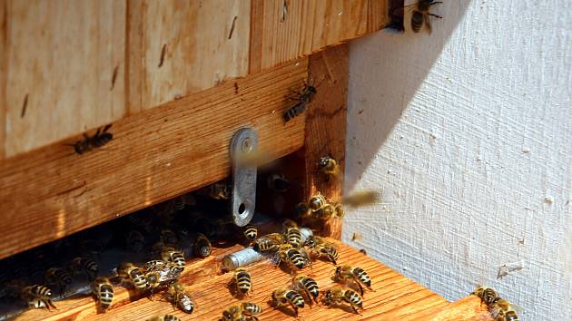 Včelaři - Ilustrační foto.