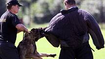 Nejlepší policejní psi a jejich páníčkové z řad severomoravských ochránců zákona tento týden měří své síly v Bartošovicích na Novojičínsku