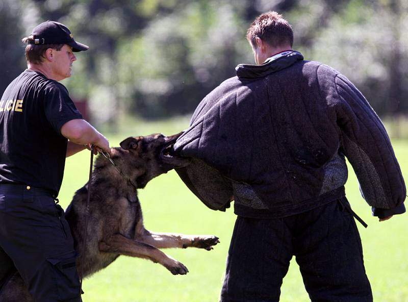 Nejlepší policejní psi a jejich páníčkové z řad severomoravských ochránců zákona tento týden měří své síly v Bartošovicích na Novojičínsku