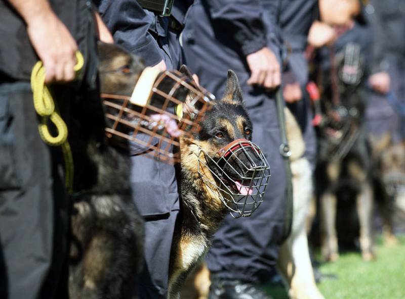 Nejlepší policejní psi a jejich páníčkové z řad severomoravských ochránců zákona tento týden měří své síly v Bartošovicích na Novojičínsku