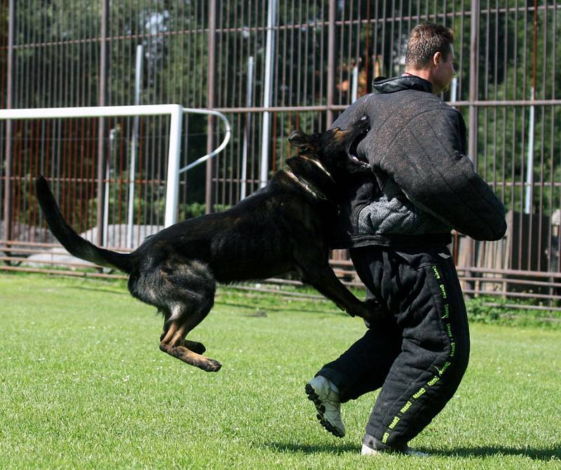 Nejlepší policejní psi a jejich páníčkové z řad severomoravských ochránců zákona tento týden měří své síly v Bartošovicích na Novojičínsku