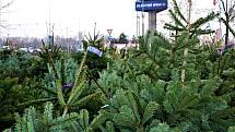 Prodej vánočních stromků v Ostravě, obchodní centrum, Avion Shopping Park, Ostrava, 3. 12. 2022