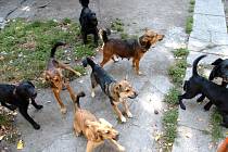 Smečka psů na ulici U Sýpky v Ostravě-Kunčicích obtěžuje občany, kteří zde bydlí, téměř nepřetržitě. 