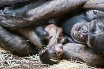 Mládě šimpanze v ostravské zoo.
