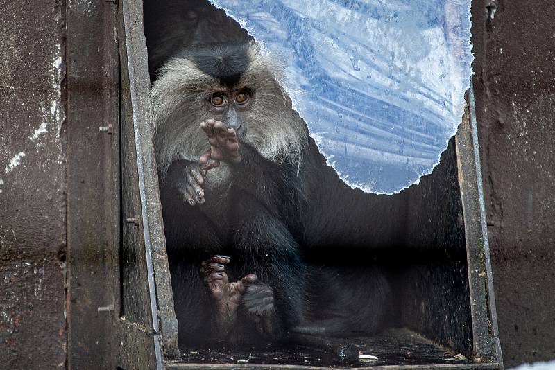 Zoo Ostrava je nadále dle nařízení vlády uzavřená, 6. února 2021 v Ostravě. Panda červená.