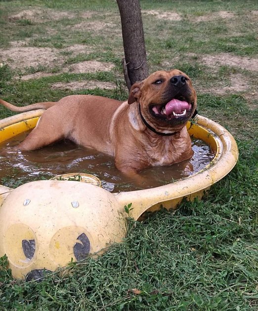 Ve vodě je Bongo šťastný.