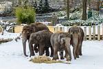 Zimní venčení slonů v ostravské zoo, leden 2021.