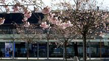 Jaro se krásně vybarvuje. Na snímku růžové rozkvetlé sakury před halou vlakového nádraží v Ostravě-Svinově.