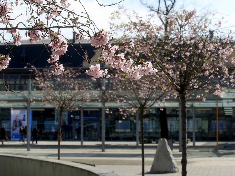Jaro se krásně vybarvuje. Na snímku růžové rozkvetlé sakury před halou vlakového nádraží v Ostravě-Svinově.