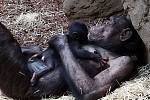 Šimpanzí samice s prvním mládětem narozeným v Pavilonu evoluce ostravské zoo před třemi lety, v únoru 2020.