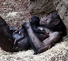 Šimpanzí samice s prvním mládětem narozeným v Pavilonu evoluce ostravské zoo před třemi lety, v únoru 2020.