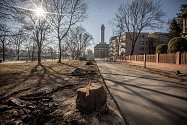 Pokácené stromy v Sadově ulici, 14. března 2022 v Ostravě.