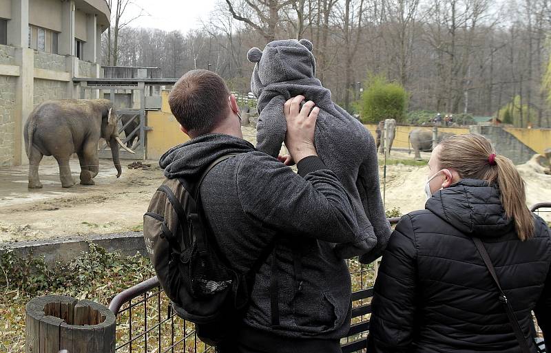 První den v ostravské zoologické zahradě v Michálkovicích po rozvolnění vládních opatření proti čínské nákaze je docela rušný.