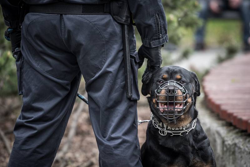 Ostravští policisté měli v sobotu pohotovost. Důvodem byly tři demonstrace a shromáždění, které se ve stejný čas konaly v centru Ostravy.