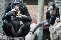 Šimpanzí samičky, které byly do ostravské zoologické zahrady přivezeny ze Zoo Lipsko.