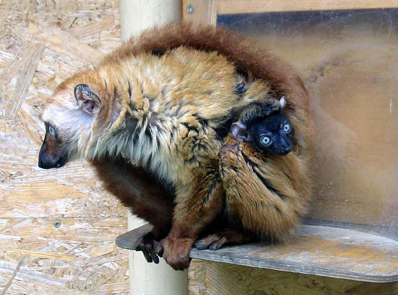 Lemur Sclateruv v ostravské zoo