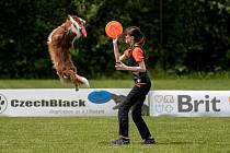 Létající talíře a psí akrobati. To byl 2. ročník dogfrisbee freestylového závodu v Moravskoslezském kraji, 10. červen 2023, Lučina.