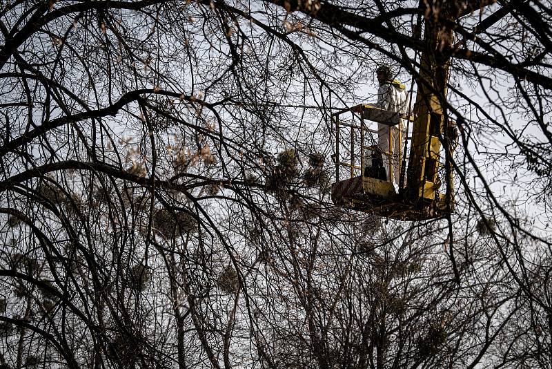 Společnosti Safe Trees provádí postřik proti jmelí v městské části Poruba, 25. března 2021 v Ostravě.