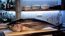Porcování čerstvého tuňáka z Japonska v restauraci Gokana, 25. května 2023, Ostrava.