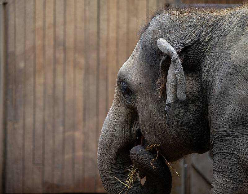 Sloni v ostravské ZOO.