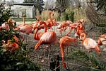 První den v ostravské zoologické zahradě v Michálkovicích po rozvolnění vládních opatření proti čínské nákaze je docela rušný.