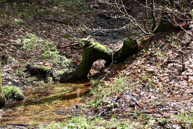 Z turistické procházky Petra Paráka na vrchol Kladnatá.