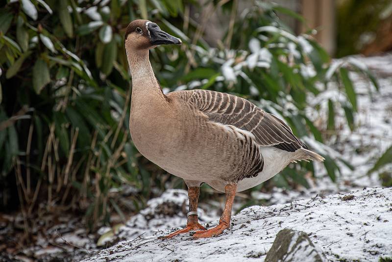 Zoo Ostrava je nadále dle nařízení vlády uzavřená, 6. února 2021 v Ostravě.