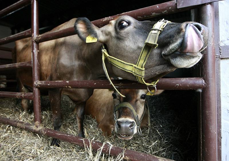 Společnost Vítkovská zemědělská s.r.o. se zabývá ekologickým zemědělstvím.