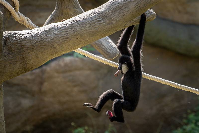 Zoo Ostrava otevřela nové expozice pro primáty gibony bělolícé, 15. srpna 2022.