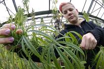 Zatímco okolo chemického svinstva nazývaného syntetické kanabinoidy je v Ostravě po sérii otrav a dvou úmrtích dost rušno, za humny se v klidu chystá sklizeň legální „trávy“ na ploše 300 metrů čtverečních.