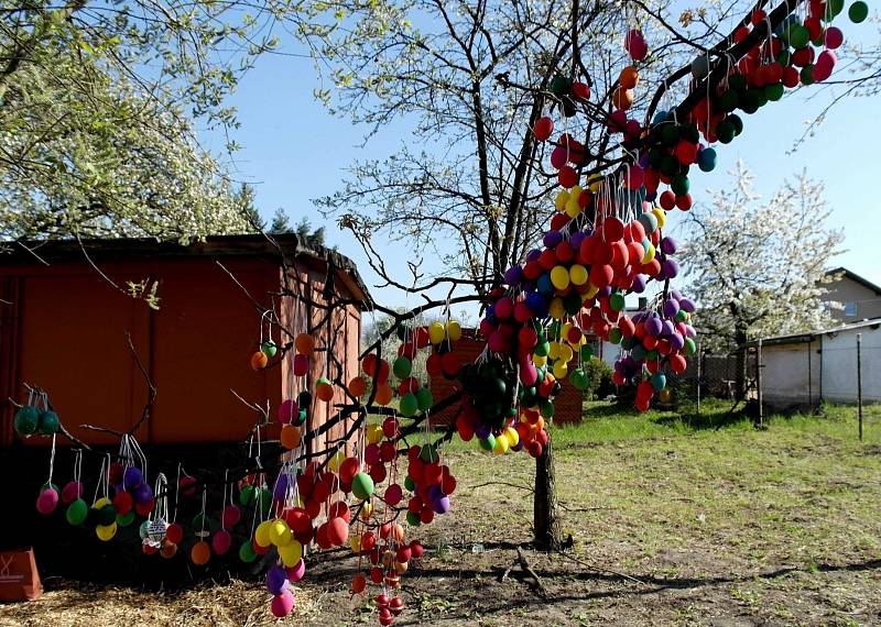 31 324 malovaných velikonočních vajíček zavěsili na ořech v zahradě MŠ Požární v ostravských Heřmanicích.