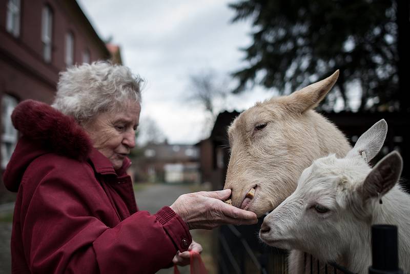 V ostravském domově pro seniory Magnolie mají klienti možnost se zůčastnít kozí terapie. Na snímku klientka Anička, únor 2019.