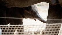 Mládě slona indického Chandru, které se narodilo  8. července 2017 v ostravské zoo.