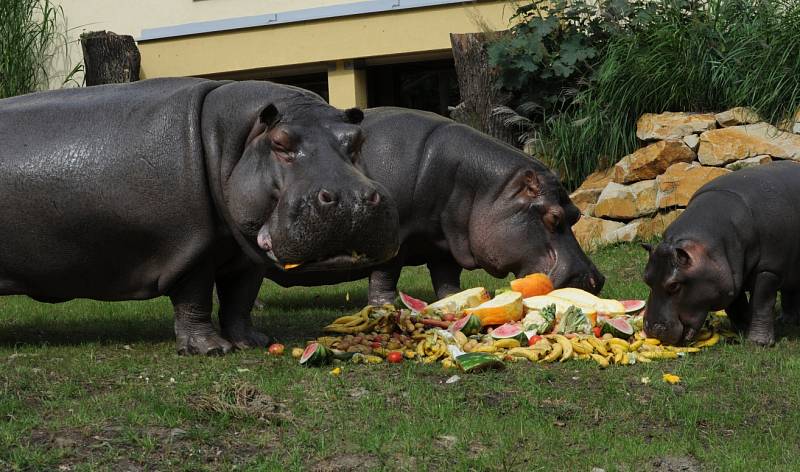 Hroši v ostravské zoo. Ilustrační foto.