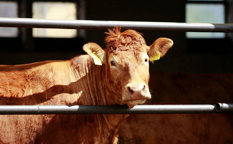 Část zemědělců nechce posílat krávy na porážku na průmyslová jatka, chtějí je porazit tam, kde žijí