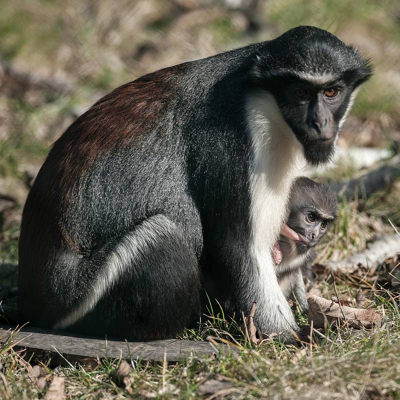 Kočkodan Dianin, Zoo Ostrava. Ilustrační foto.