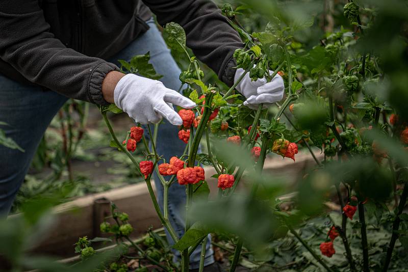 V Zahradnictví Poruba pěstují chilli pro výrobce omáček Gaston Chilli, 30. září 2021 v Ostravě.