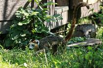 Do ráje lemurů mohou návštěvníci vstoupit na jednu hodinu denně. Na to, aby se chovali, jak mají, dohlížejí dobrovolníci.