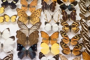 Motýli se dlouhodobě těší zájmu vědců i amatérských entomologů, proto patří k nejprobádanějším skupinám hmyzu, alespoň co se evropské fauny týká. 