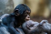 Mládě šimpanze v ostravské zoo.