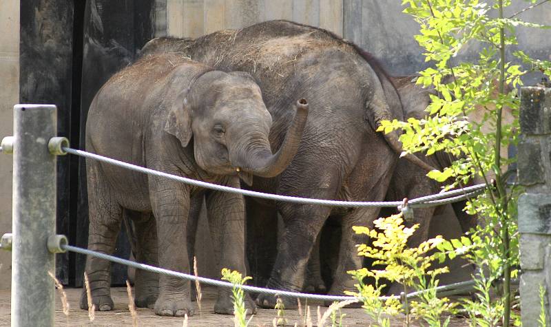 V pátek 12. srpna je Mezinárodní den slonů. Na snímku sloni v ostravské zoo, srpen 2022.