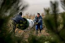 Balení vánočních stromků pro převoz do firmy Zafido na plantáži v obci Konětopy ve Středních Čechách.