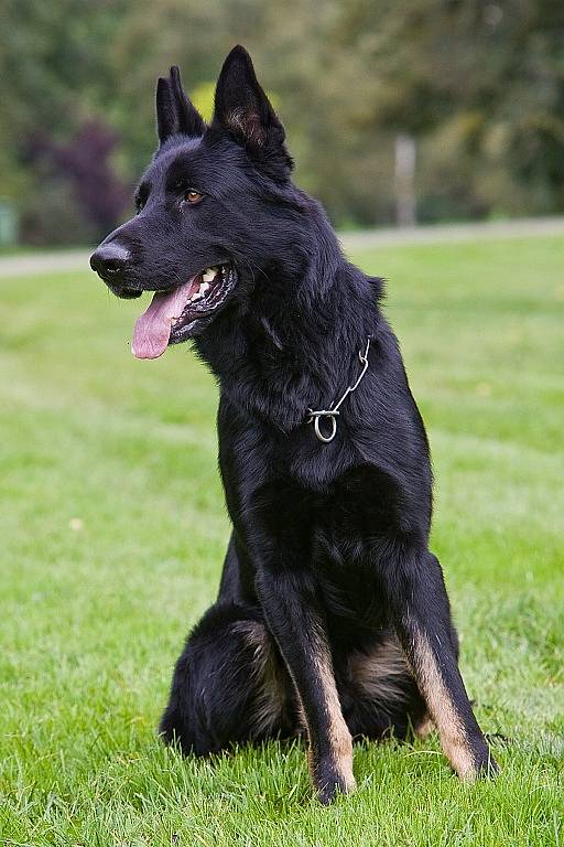 HERO. Policejní pes, který dopadl podezřelého z poškození cizího majetku.