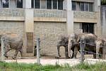 V pátek 12. srpna je Mezinárodní den slonů. Na snímku sloni v ostravské zoo, srpen 2022.
