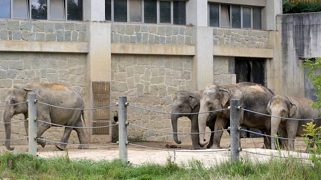 V pátek 12. srpna je Mezinárodní den slonů. Na snímku sloni v ostravské zoo, srpen 2022.